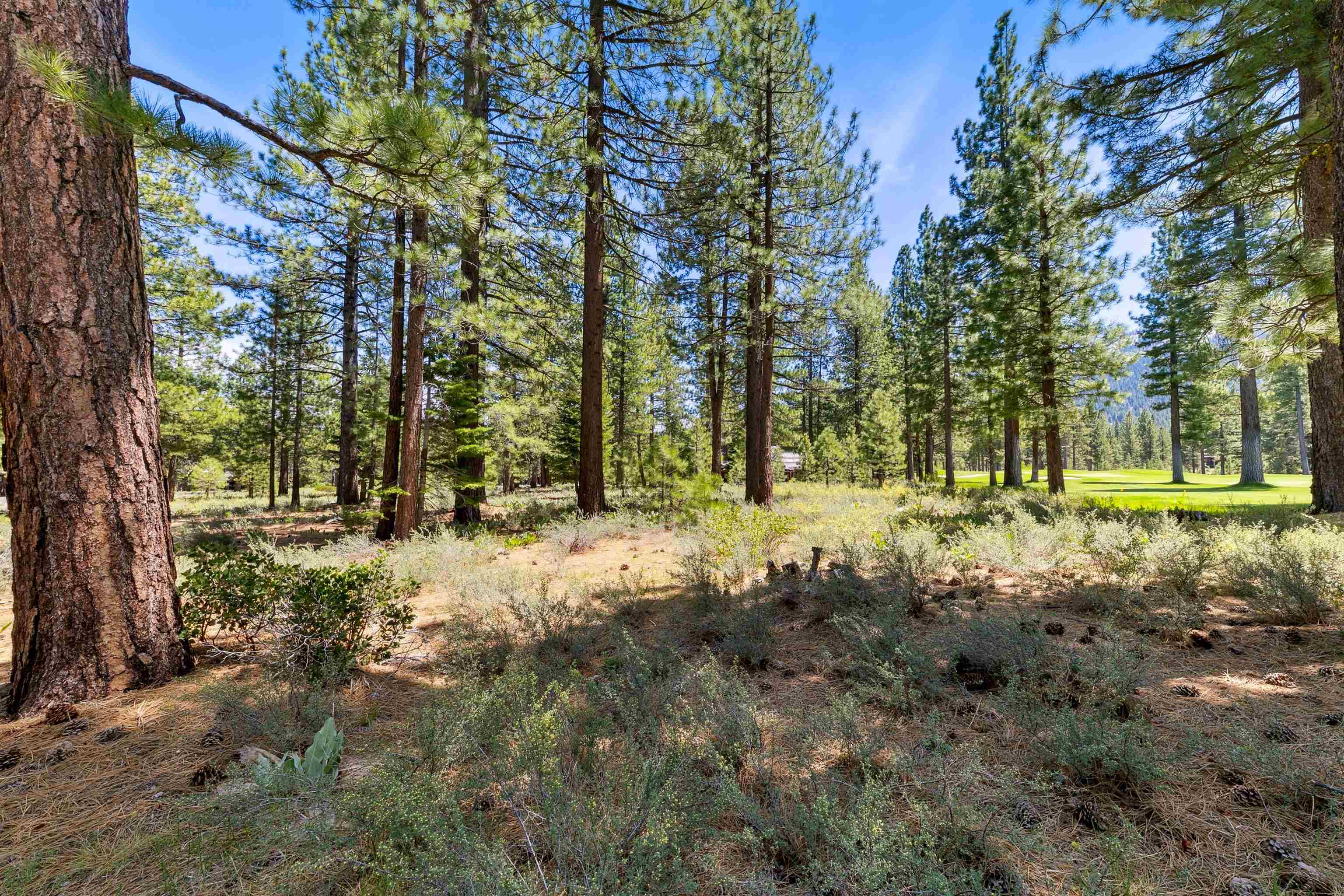 8201 Lahontan Drive Truckee, CA 96161 - Photo 12 of 28 a view of yard with trees