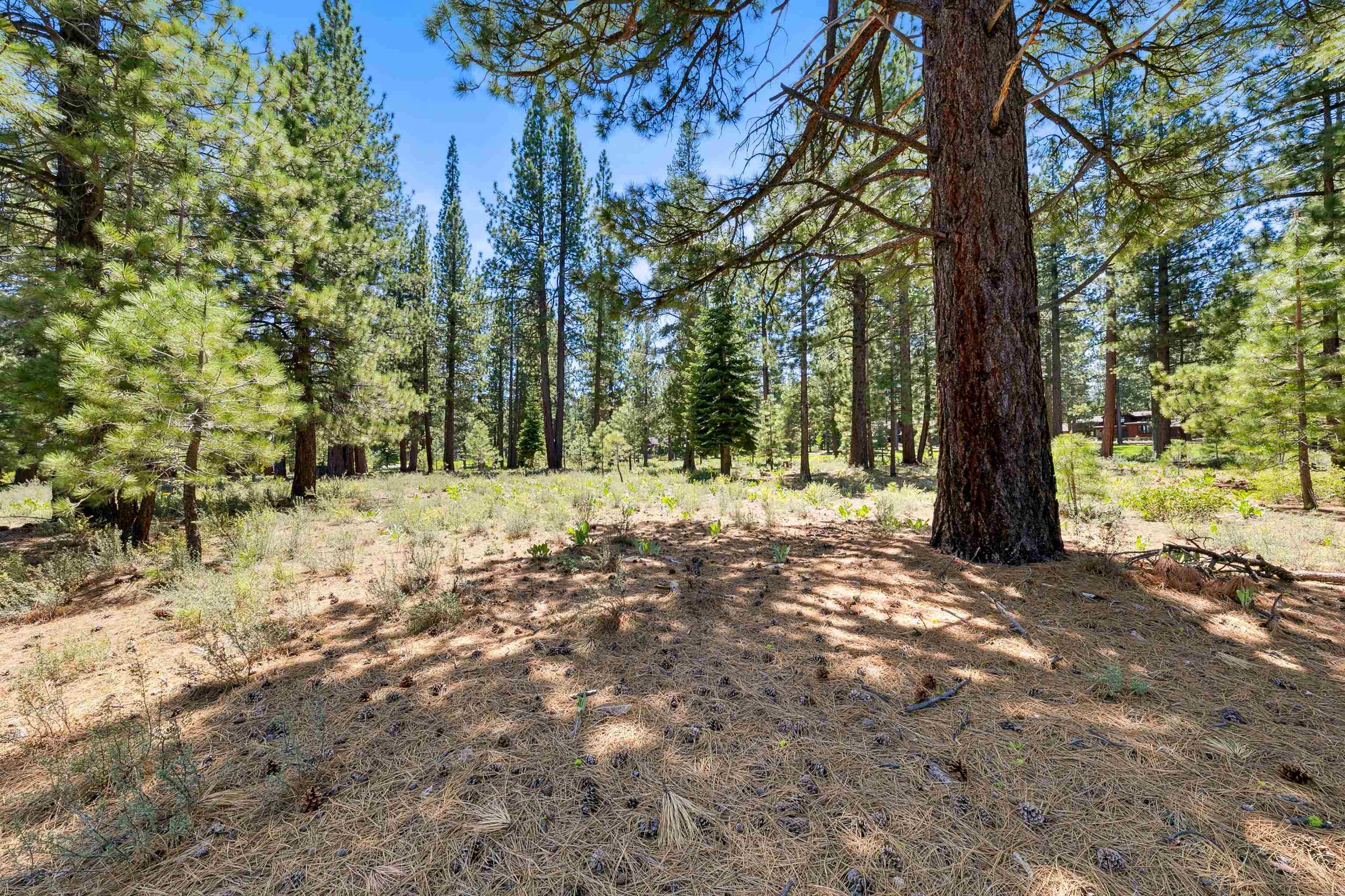 8201 Lahontan Drive Truckee, CA 96161 - Photo 5 of 28 a view of outdoor space with trees