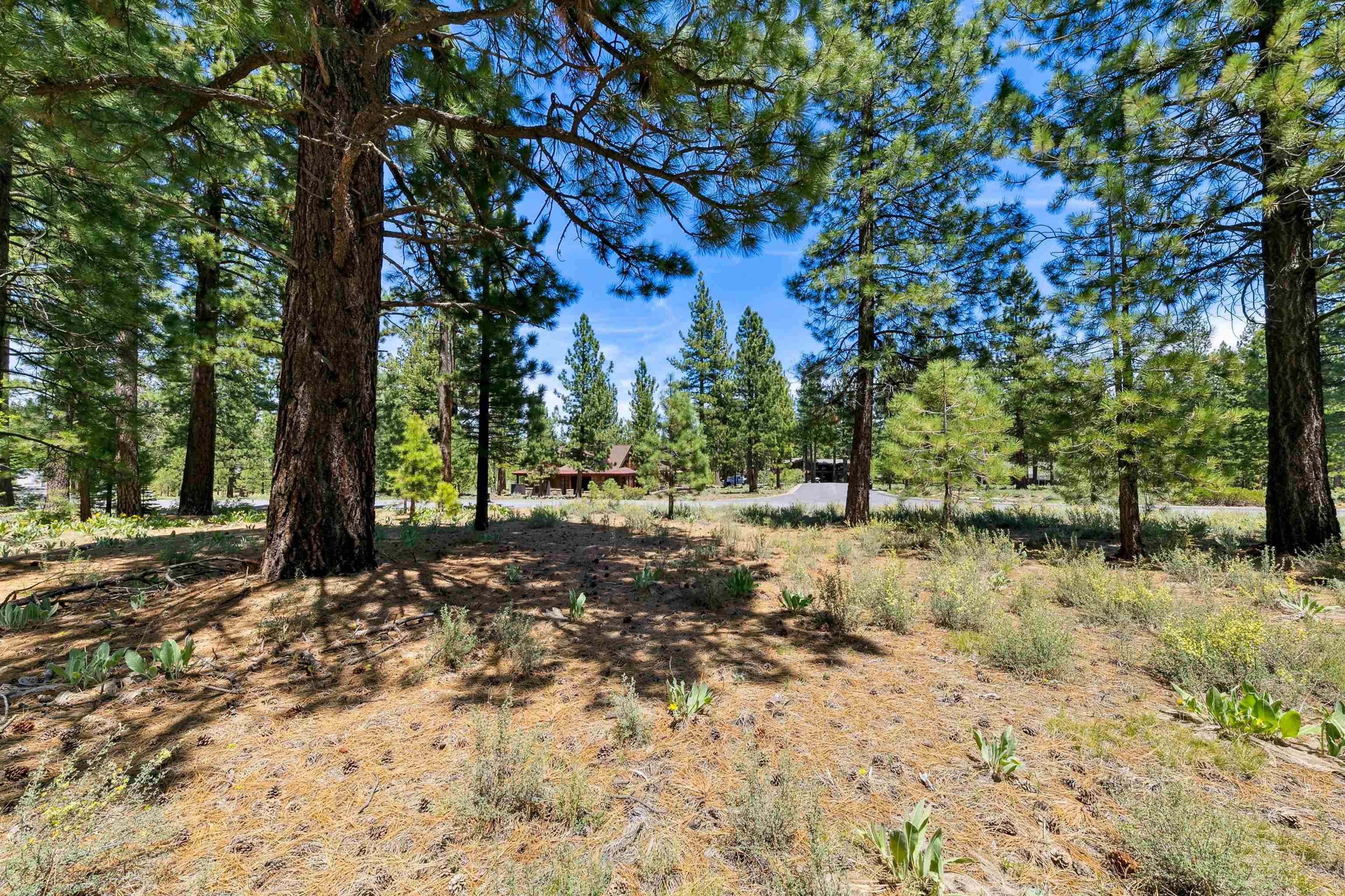8201 Lahontan Drive Truckee, CA 96161 - Photo 6 of 28 a view of a yard with plants and trees