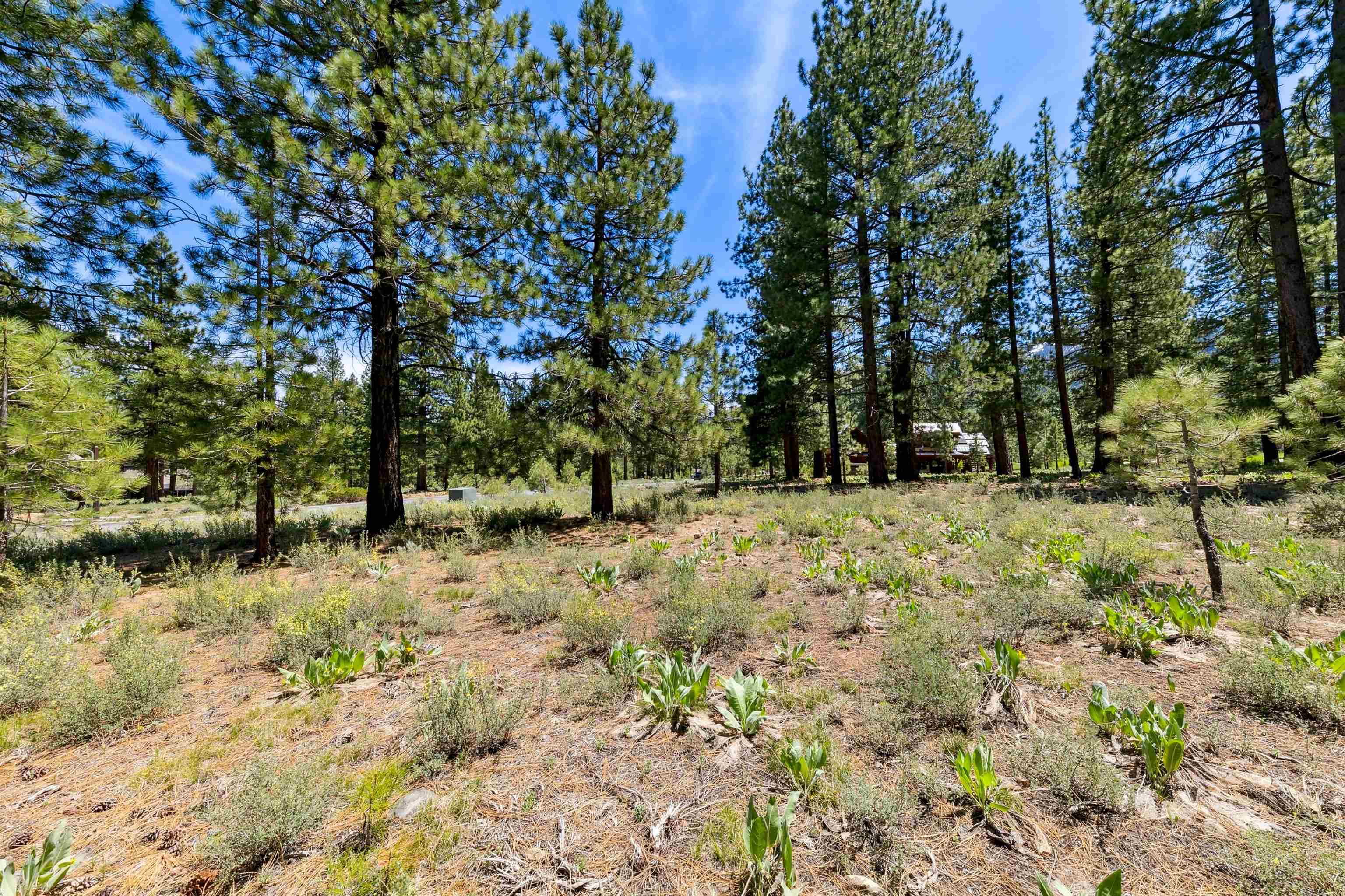 8201 Lahontan Drive Truckee, CA 96161 - Photo 7 of 28 a view of outdoor space and trees