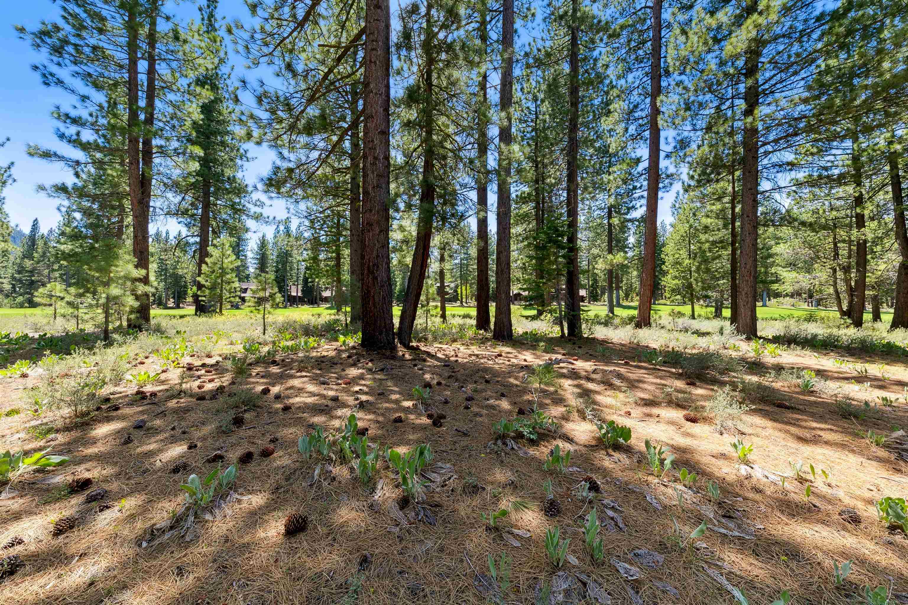 8201 Lahontan Drive Truckee, CA 96161 - Photo 8 of 28 a view of outdoor space with trees