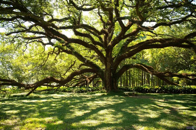 $2,300,000 | 4084 Highway 311, Houma, LA 70360