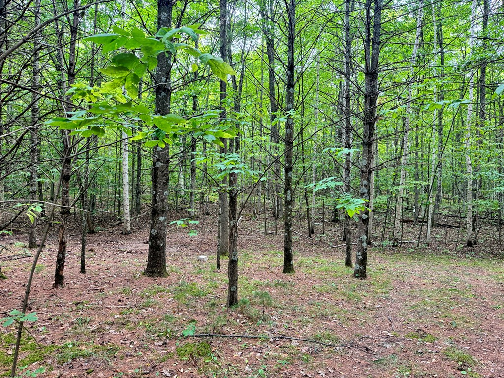5-acres Logerquist Road Baileys Harbor, WI 54202 - Photo 4 of 13