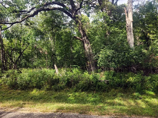 a view of a lush green forest