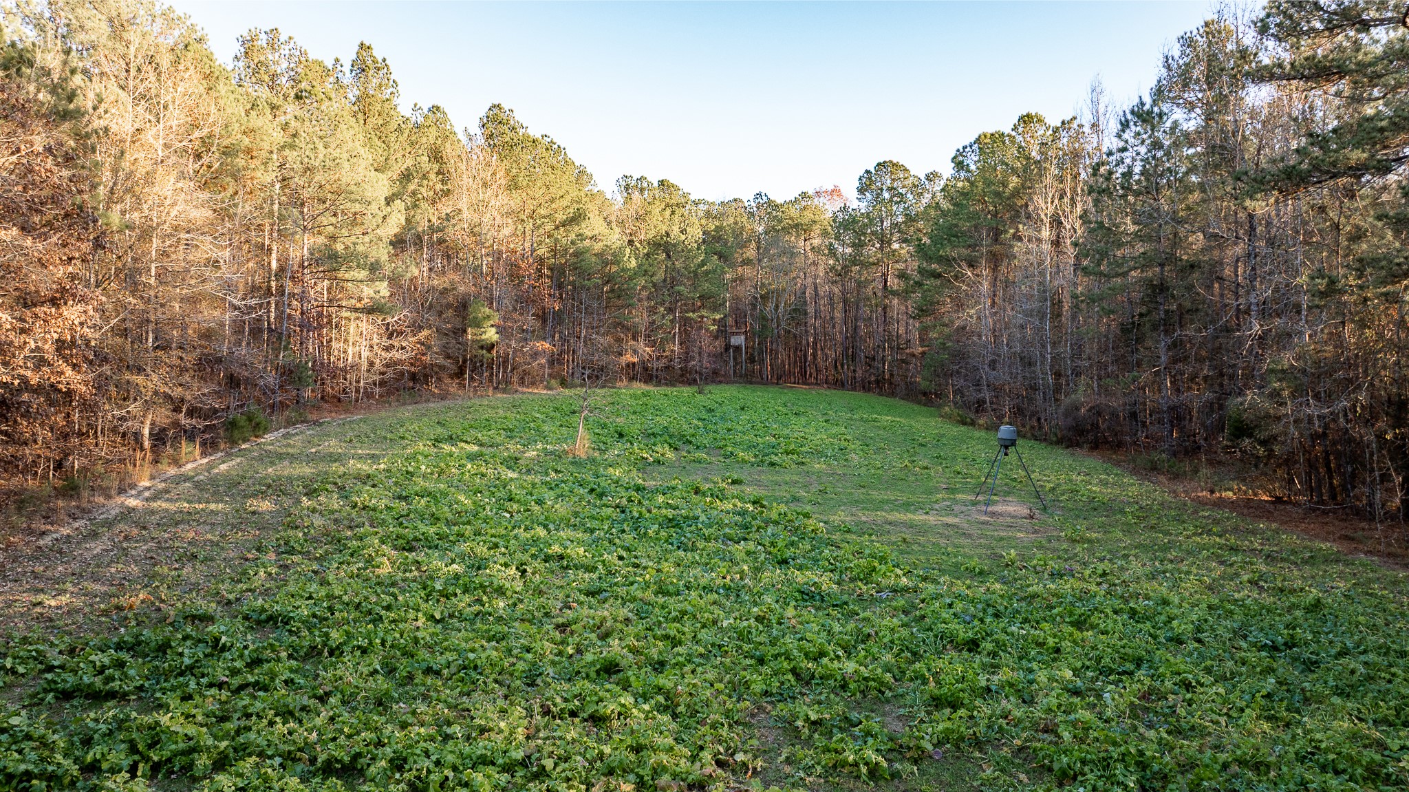 8548 Elberton Road Tignall, GA 30668 - Photo 1 of 50 a view of a garden with trees
