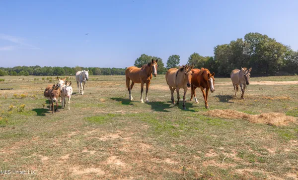 $1,089,000 | 295 Posey Lane, Vaughan, MS 39179