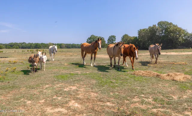 $1,089,000 | 295 Posey Lane, Vaughan, MS 39179