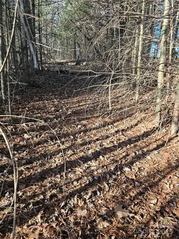 a view of yard covered with trees