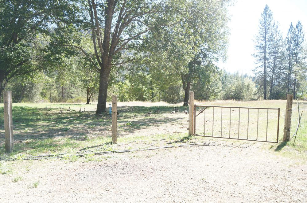 520 Senger Road Junction City, CA 96048 - Photo 11 of 24 Fenced land