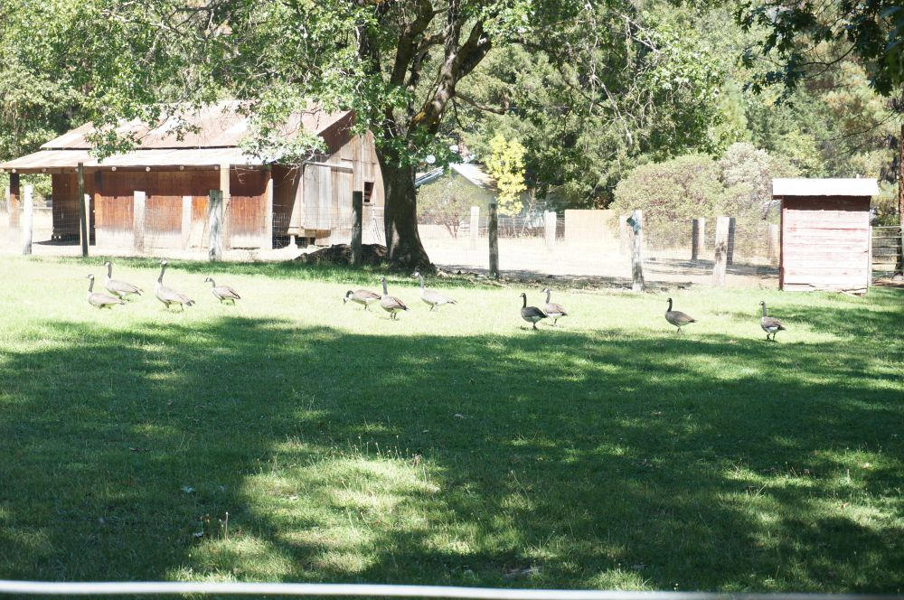 520 Senger Road Junction City, CA 96048 - Photo 3 of 24 Barn