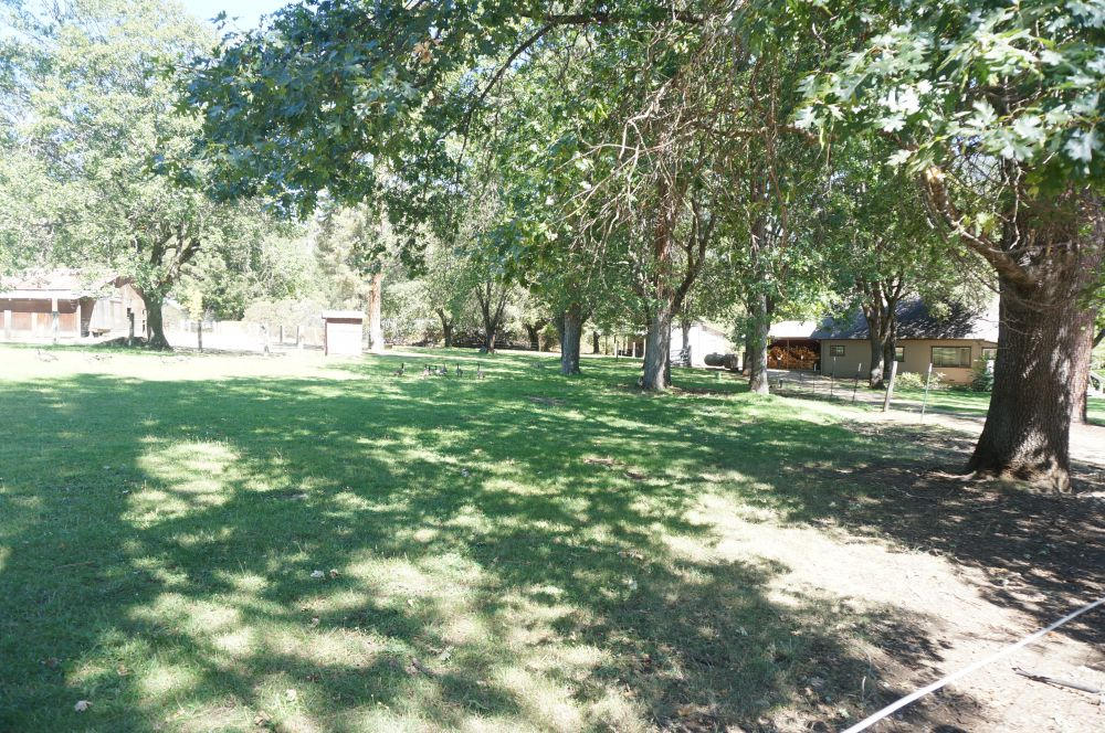 520 Senger Road Junction City, CA 96048 - Photo 4 of 24 Lawns around home