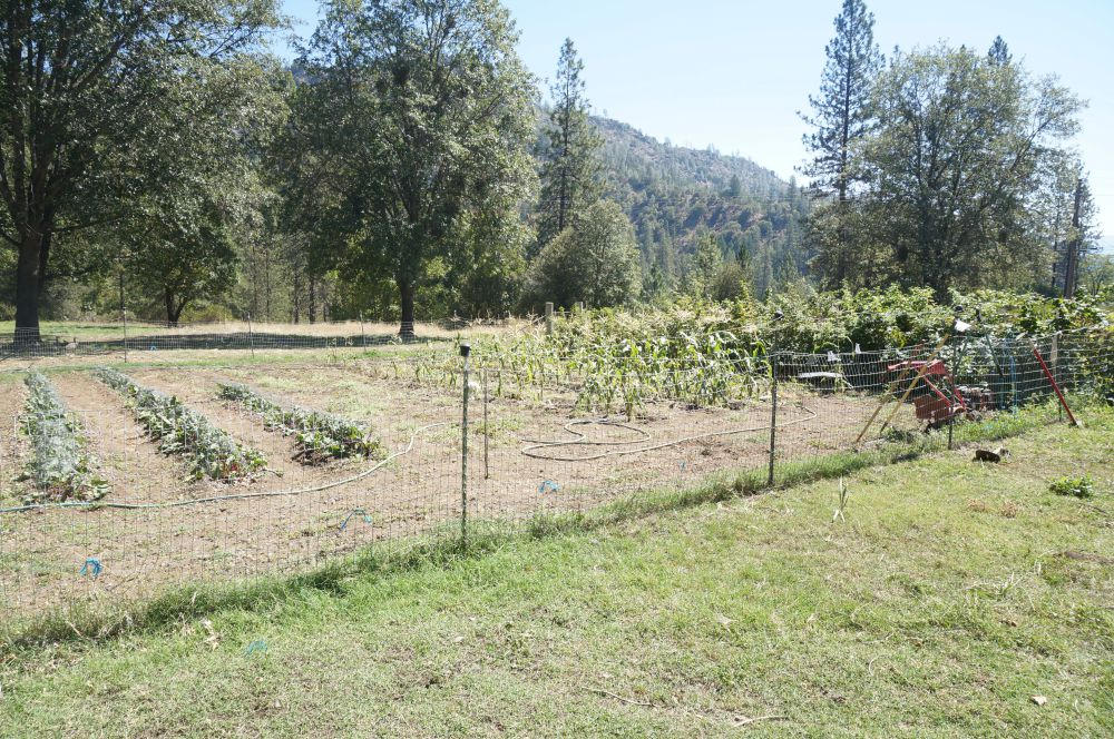 520 Senger Road Junction City, CA 96048 - Photo 9 of 24 Fenced Veggie Garden