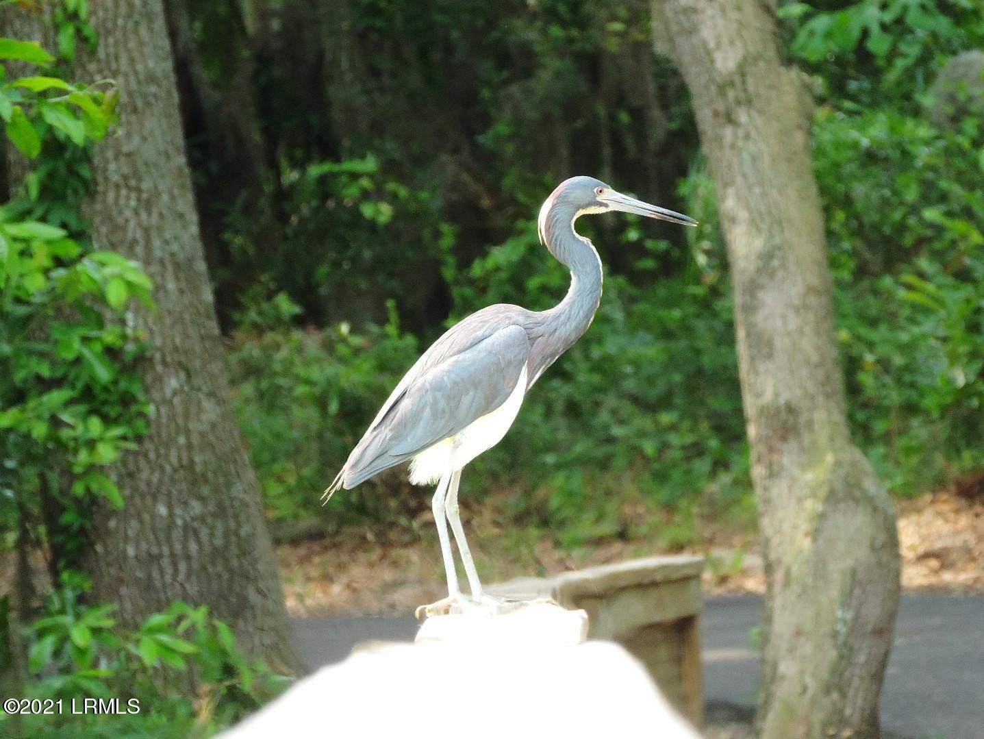 1605 Ritter Circle Port Royal, SC 29935 - Photo 30 of 30 Local Wildlife