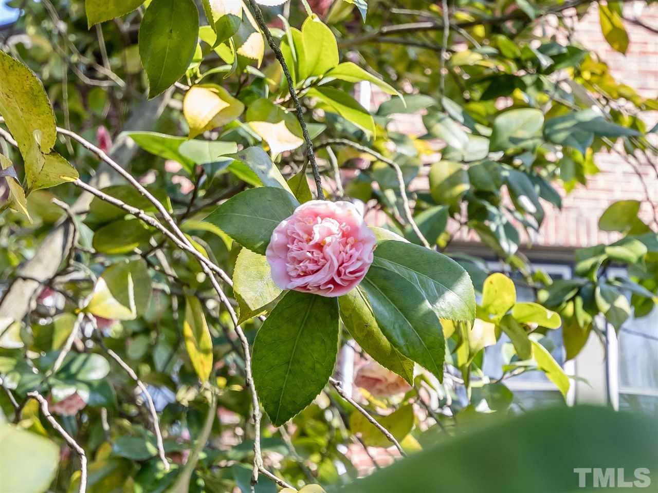 1902 Alexander Road Raleigh, NC 27608 - Photo 29 of 30 a close up of a flower in a garden