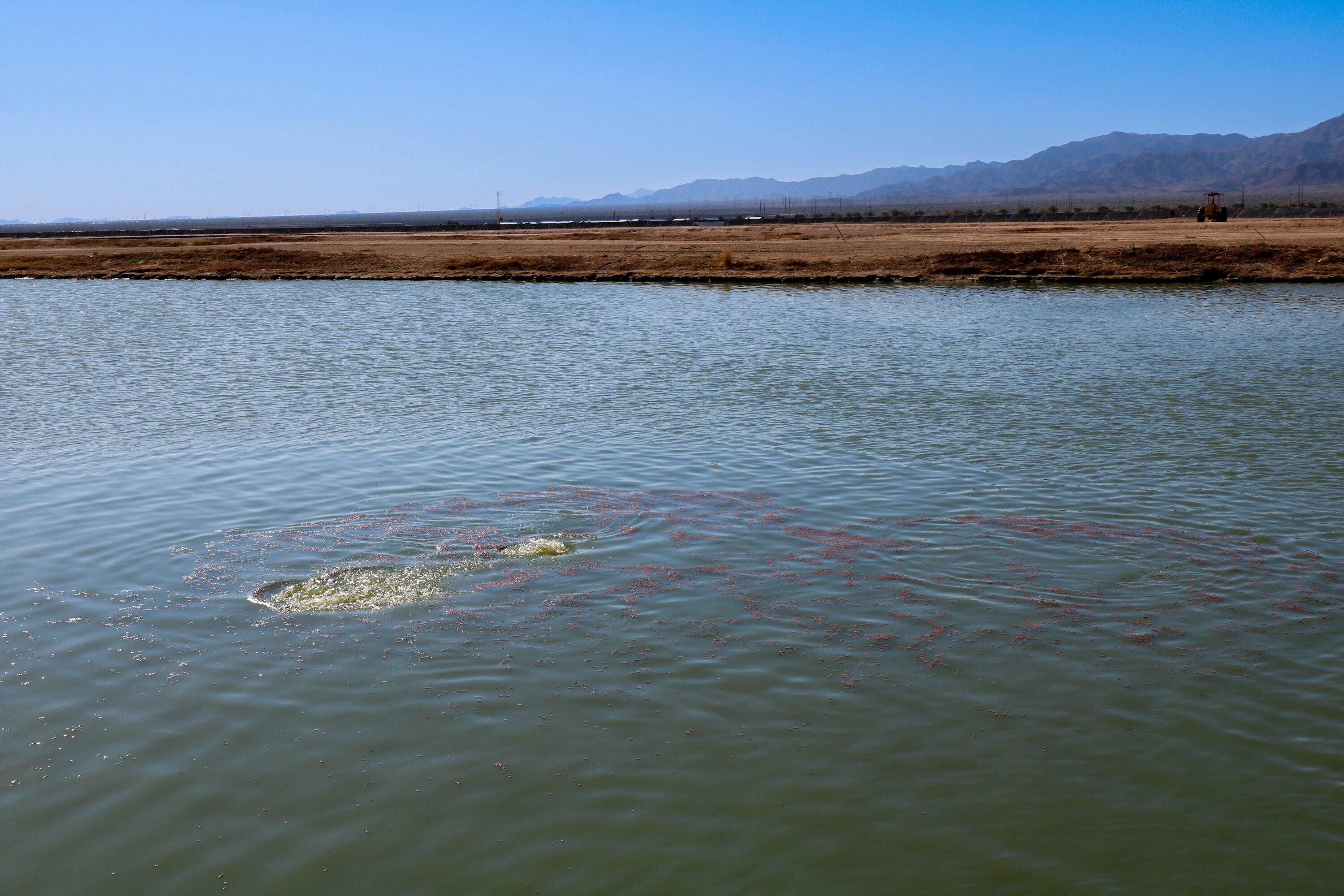 24511 Rice Road Desert Center, CA 92239 - Photo 14 of 65 Fish Pond-33