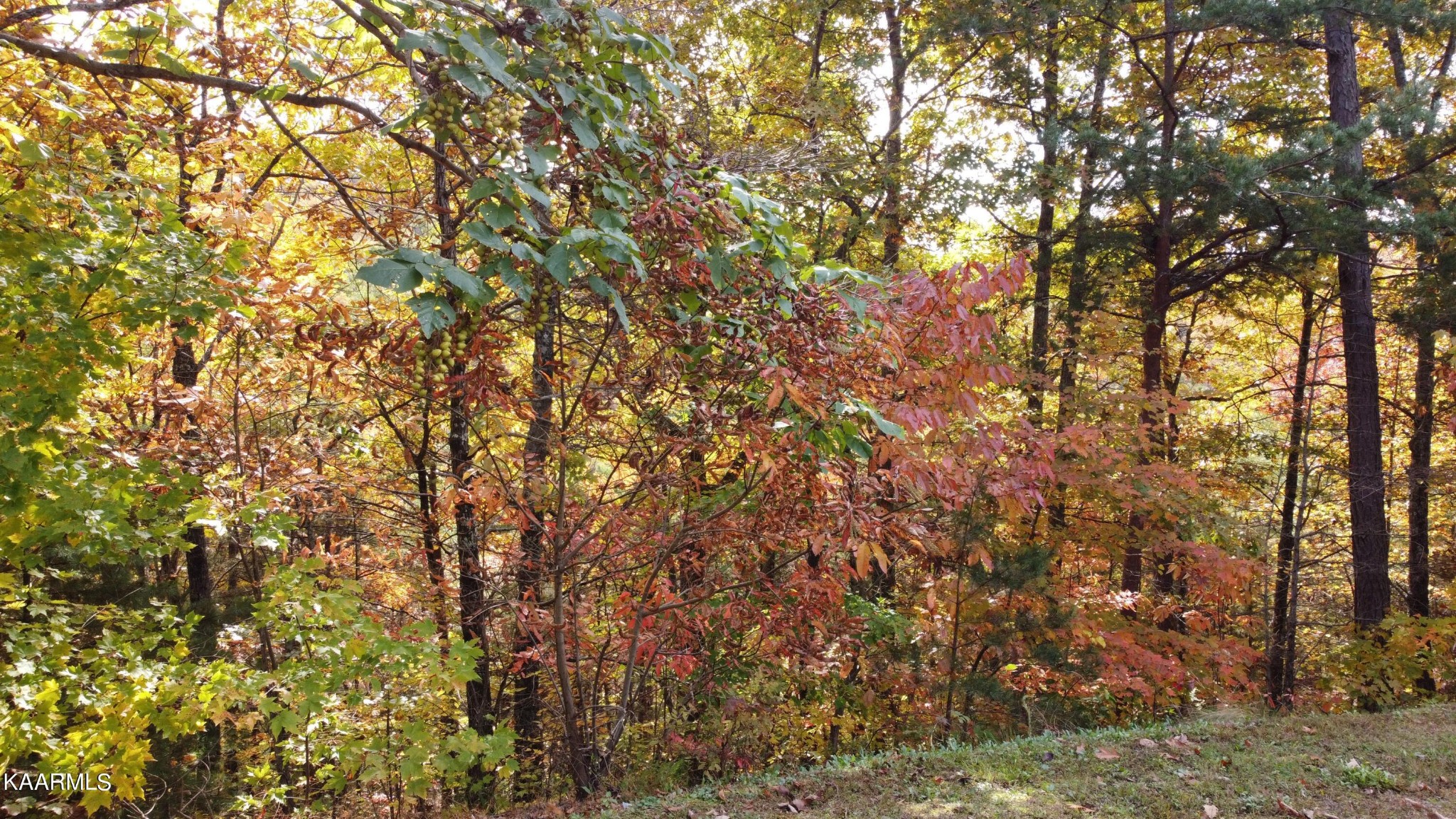 34 Harvest Moon Road Sevierville, TN 37862 - Photo 4 of 11 Gallery Image 4
