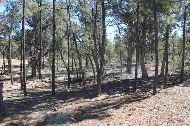 Lot 206 East Show Low Lake Road Show Low, AZ 85901 - Photo 2 of 8