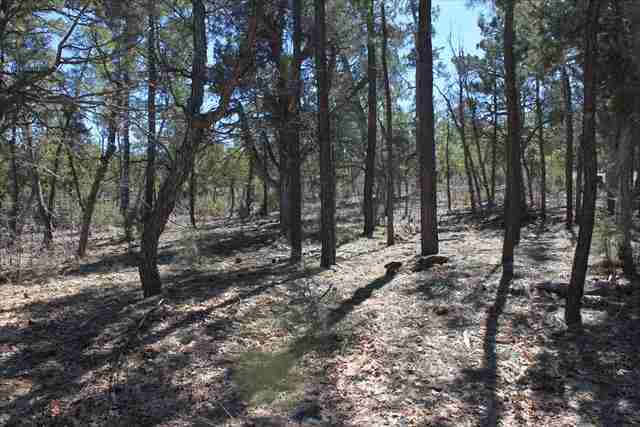 Lot 206 East Show Low Lake Road Show Low, AZ 85901 - Photo 3 of 8