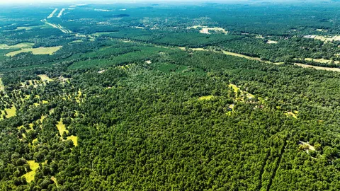 a view of a bunch of trees