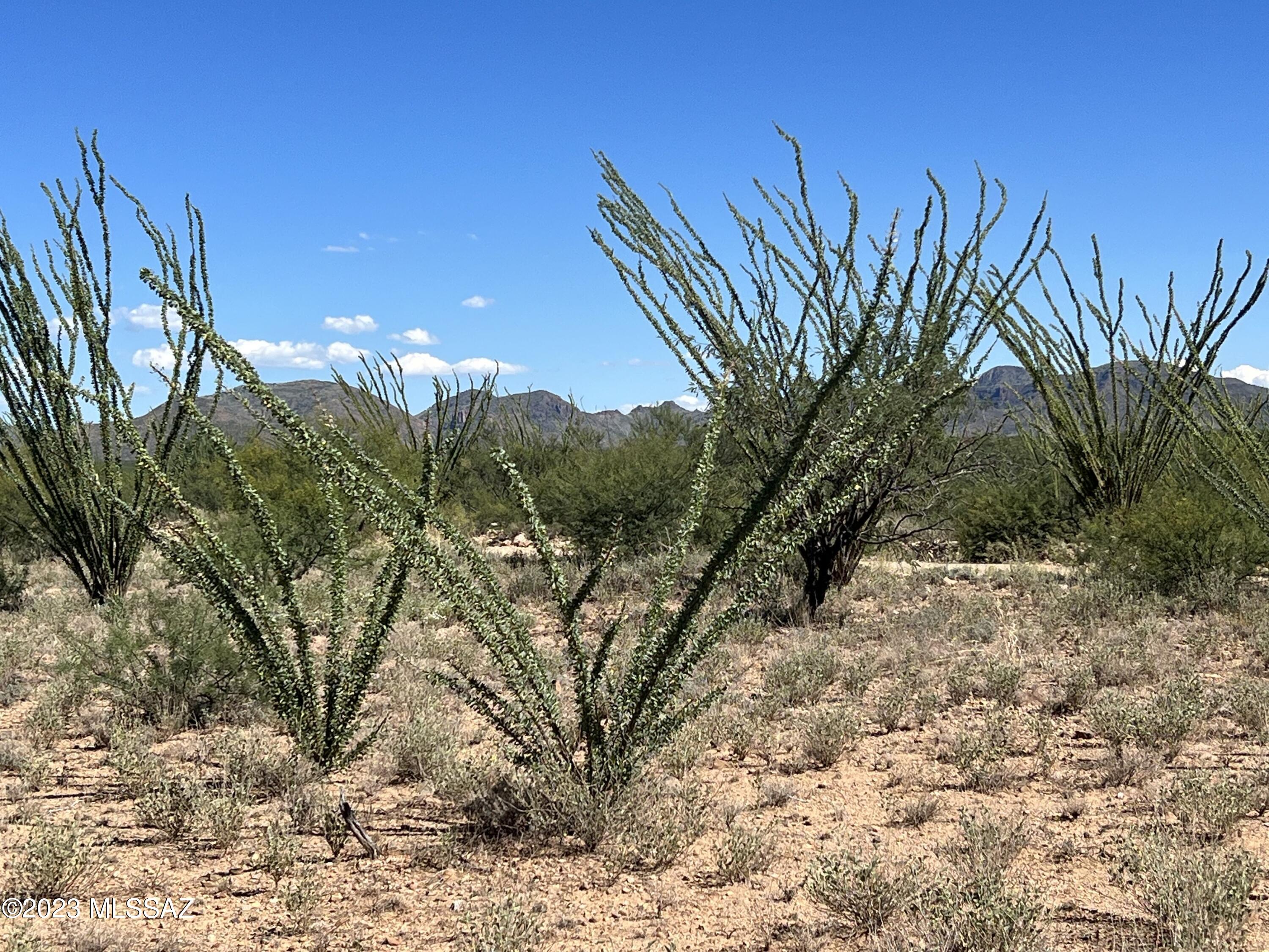 Tbd Camino Nacozari, Unit 71 Rio Rico, AZ 85648 - Photo 13 of 19 Natural Landscape