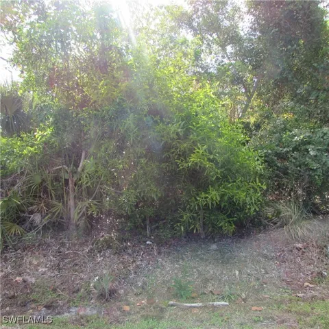 a view of a forest with trees in the background