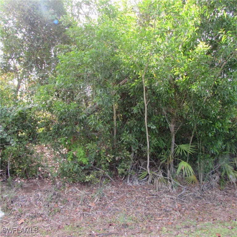 12348 Dolphin Road Bokeelia, FL 33922 - Photo 5 of 8 a view of a forest filled with trees