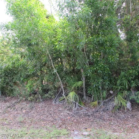 a view of a forest filled with trees