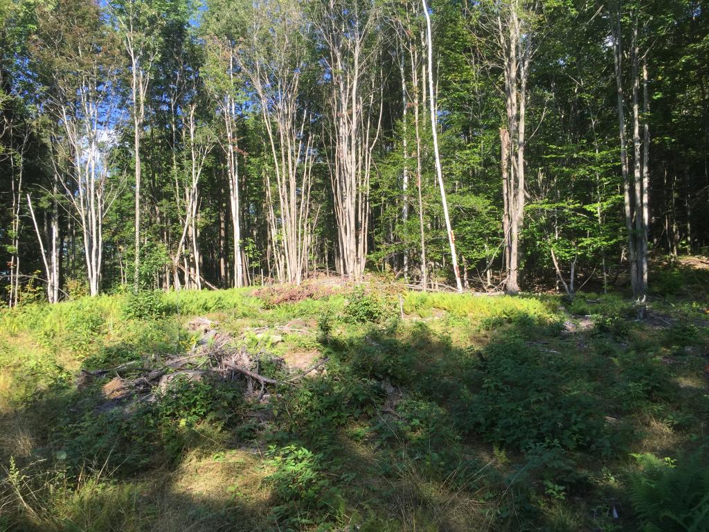 0 Fuller Hill Road Warren, VT 05674 - Photo 3 of 14