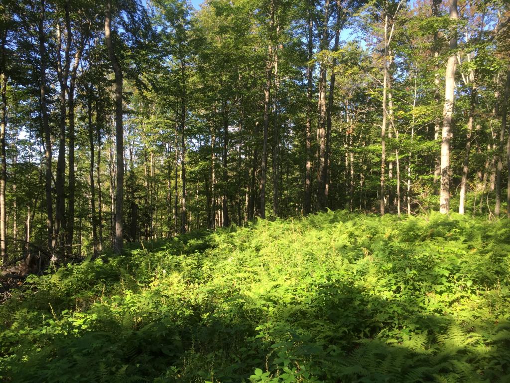 0 Fuller Hill Road Warren, VT 05674 - Photo 5 of 14