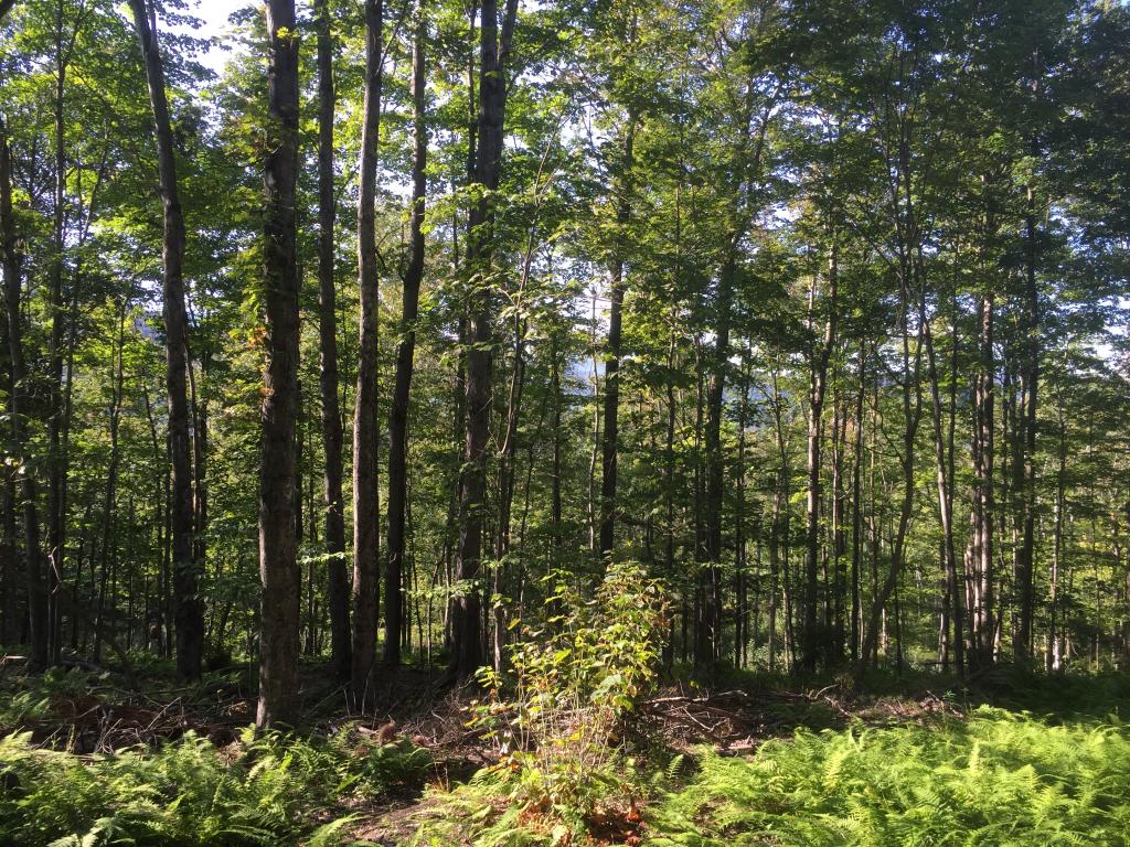 0 Fuller Hill Road Warren, VT 05674 - Photo 6 of 14