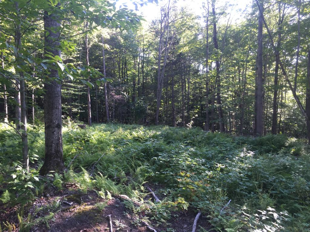 0 Fuller Hill Road Warren, VT 05674 - Photo 8 of 14