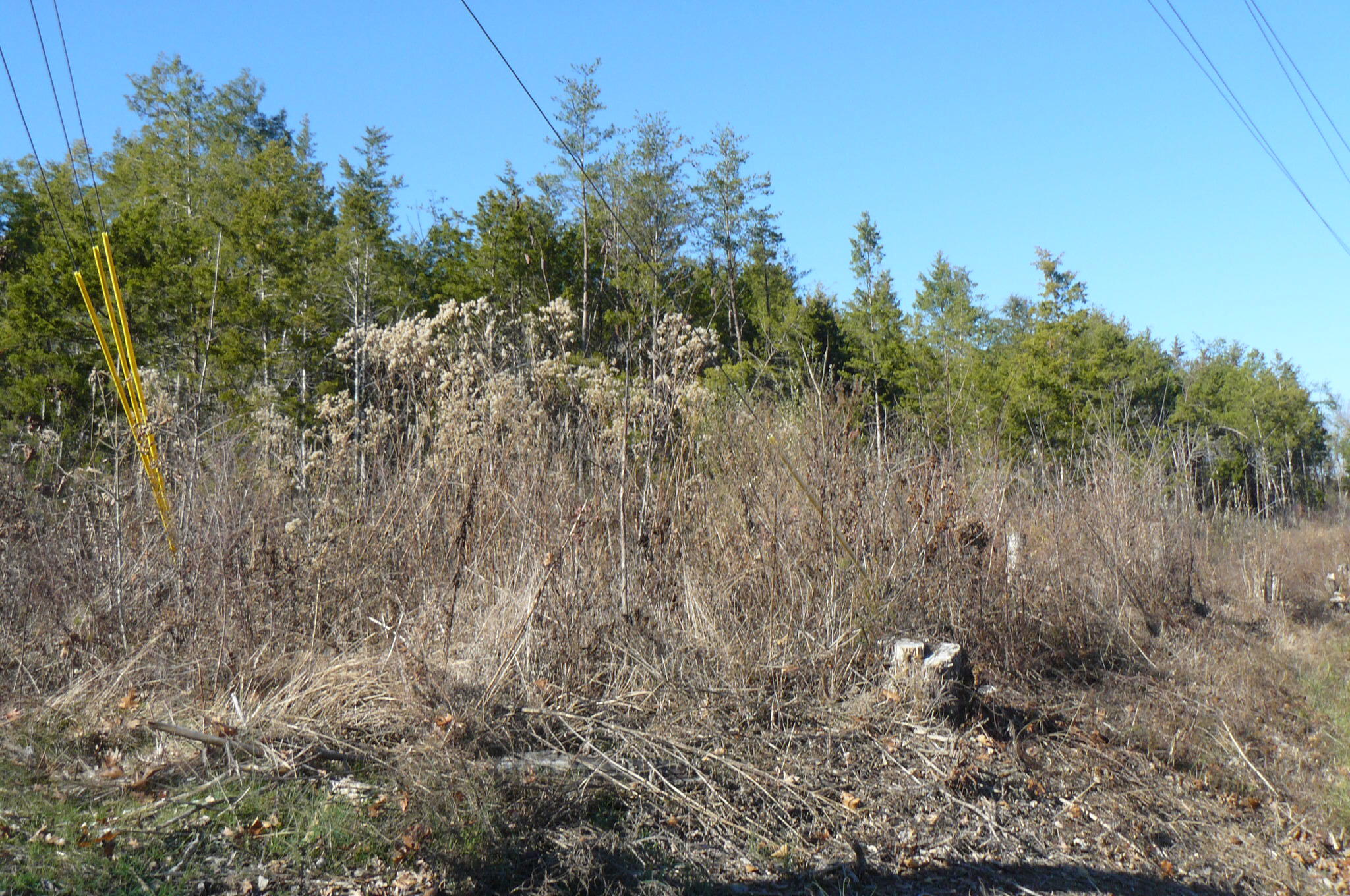 204 Gamble Gap Road Tellico Plains, TN 37385 - Photo 1 of 5 P1060551