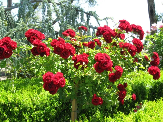 $2,199,000 | 5633 Ravenna Court, San Jose, CA 95118