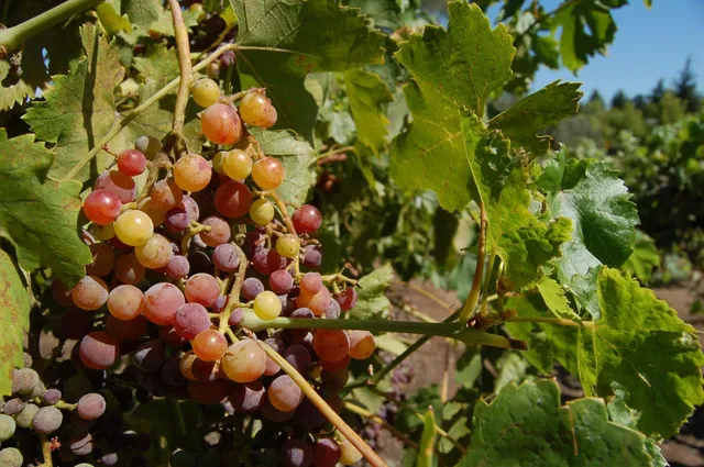 $2,199,000 | 5633 Ravenna Court, San Jose, CA 95118