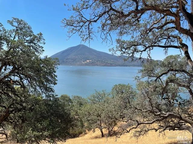 a view of a tree in a yard with a tree