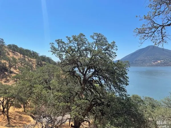 a view of a tree in a field with a tree in the background