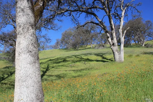 a view of a yard with large trees