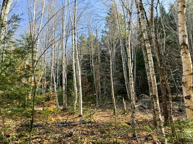 $165,000 | Lot 15 Long Lake Road, Northfield, ME 04654
