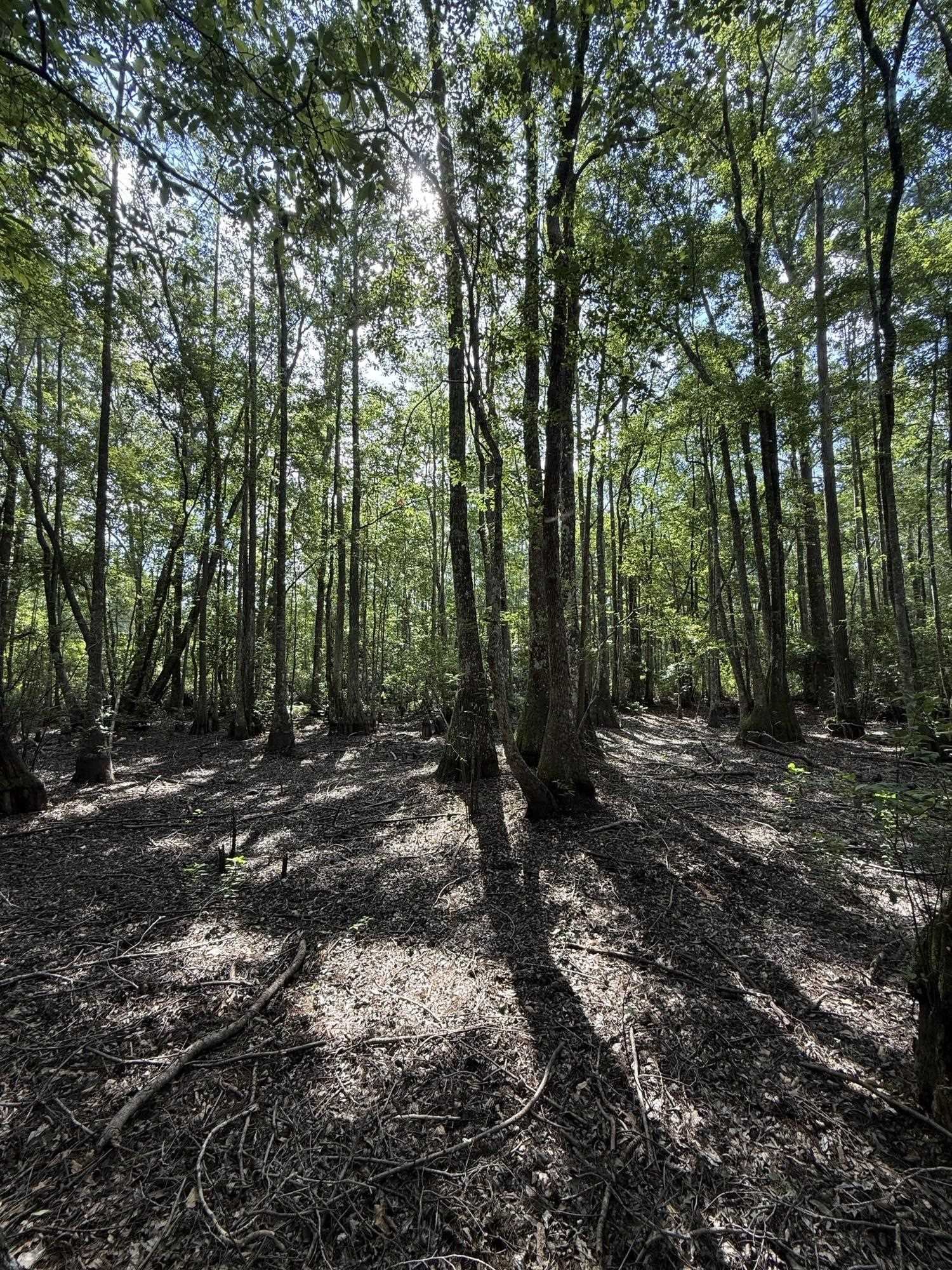 Xxx Neely Road Monticello, FL 32344 - Photo 23 of 37