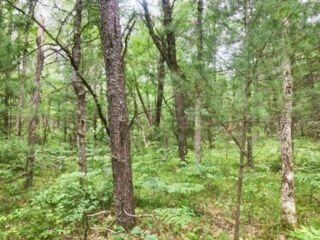 V/l James Road Baldwin, MI 49304 - Photo 5 of 11 Image5