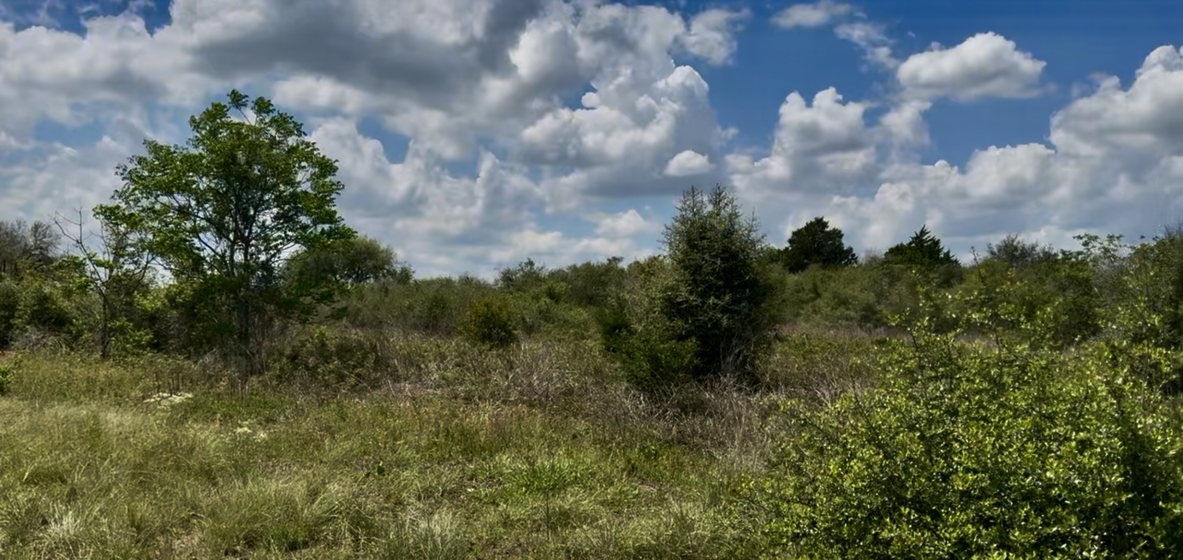 5815 Wildflower Road Sealy, TX 77474 - Photo 3 of 7 a view of a bunch of trees