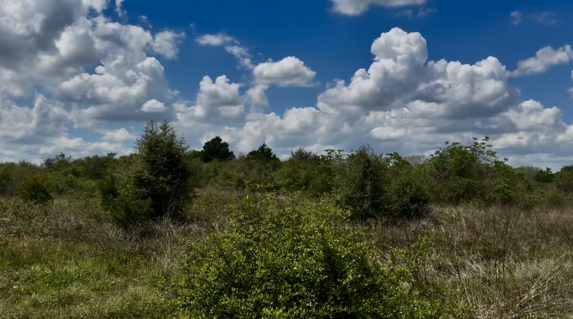 5815 Wildflower Road Sealy, TX 77474 - Photo 4 of 7 a view of a bunch of trees in a field