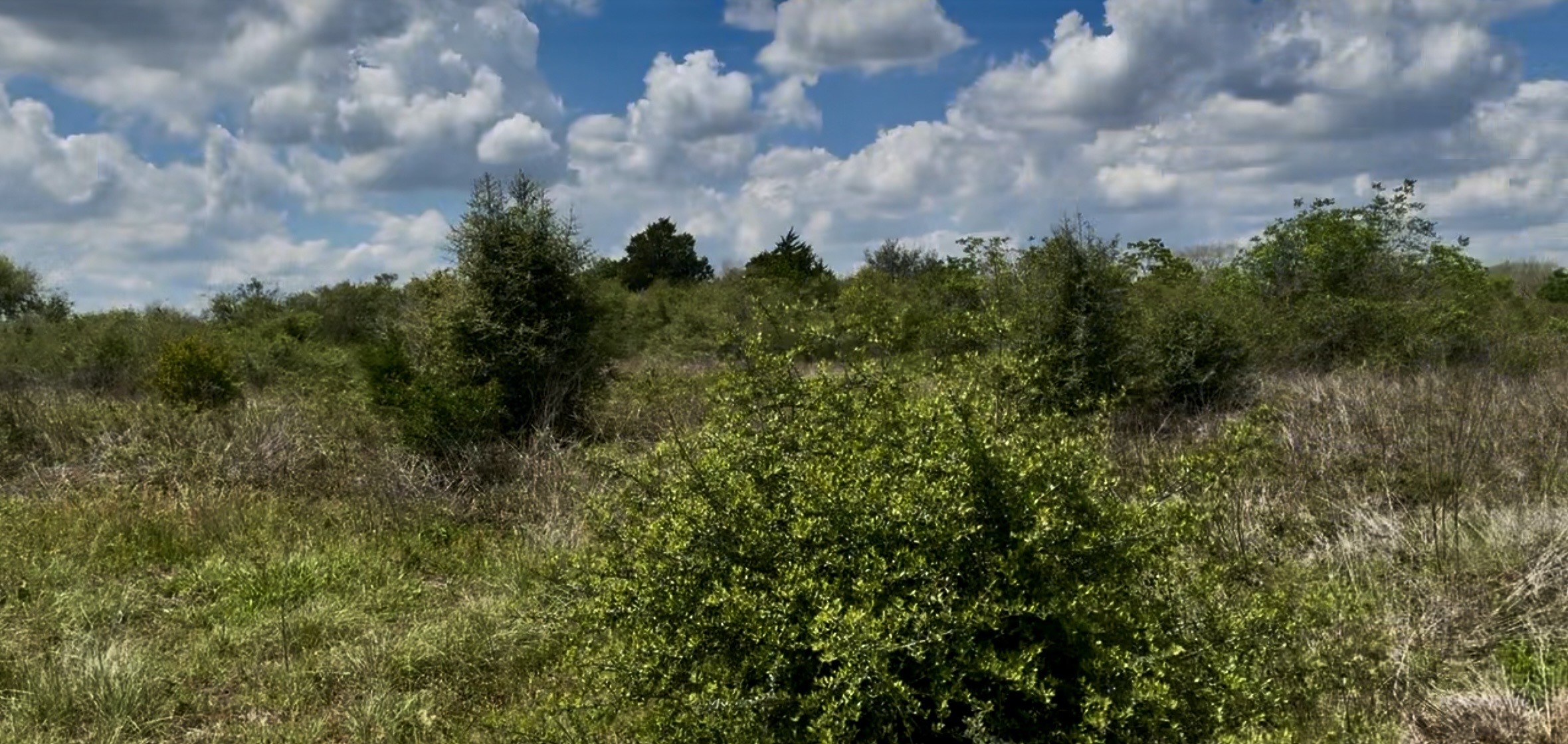 5815 Wildflower Road Sealy, TX 77474 - Photo 6 of 7 a view of a bunch of trees