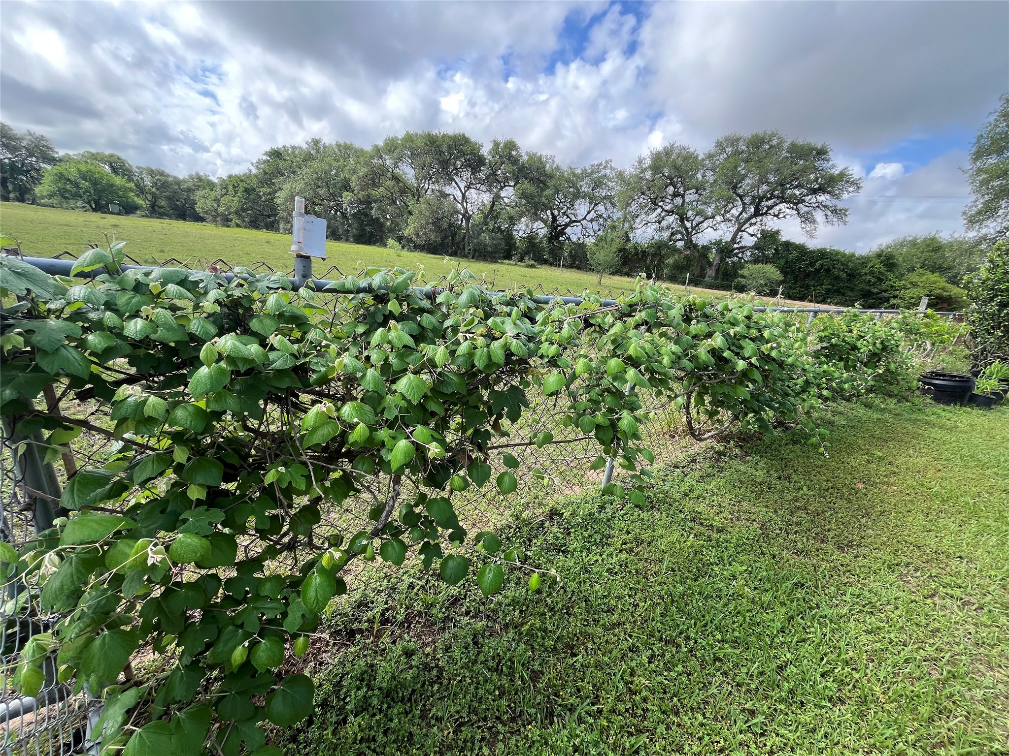 1475 Cr 16 Road Garwood, TX 77442 - Photo 42 of 43 a view of a green field with lots of bushes