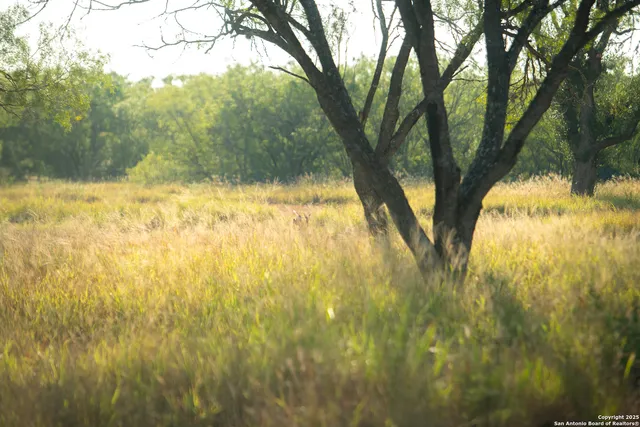 a view of yard from under an umbrella