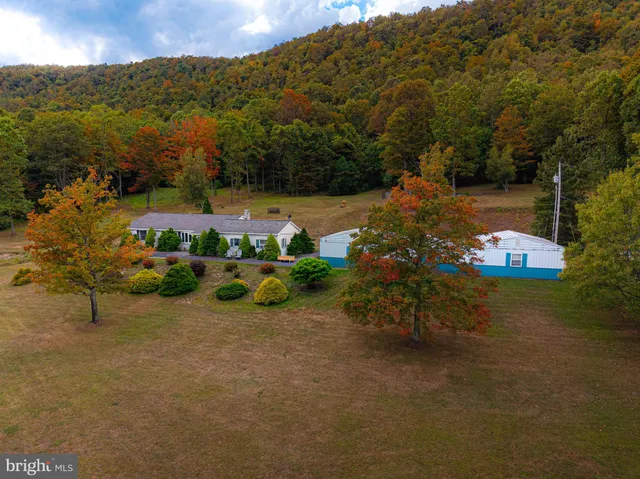 a view of a large yard with plants and large tree