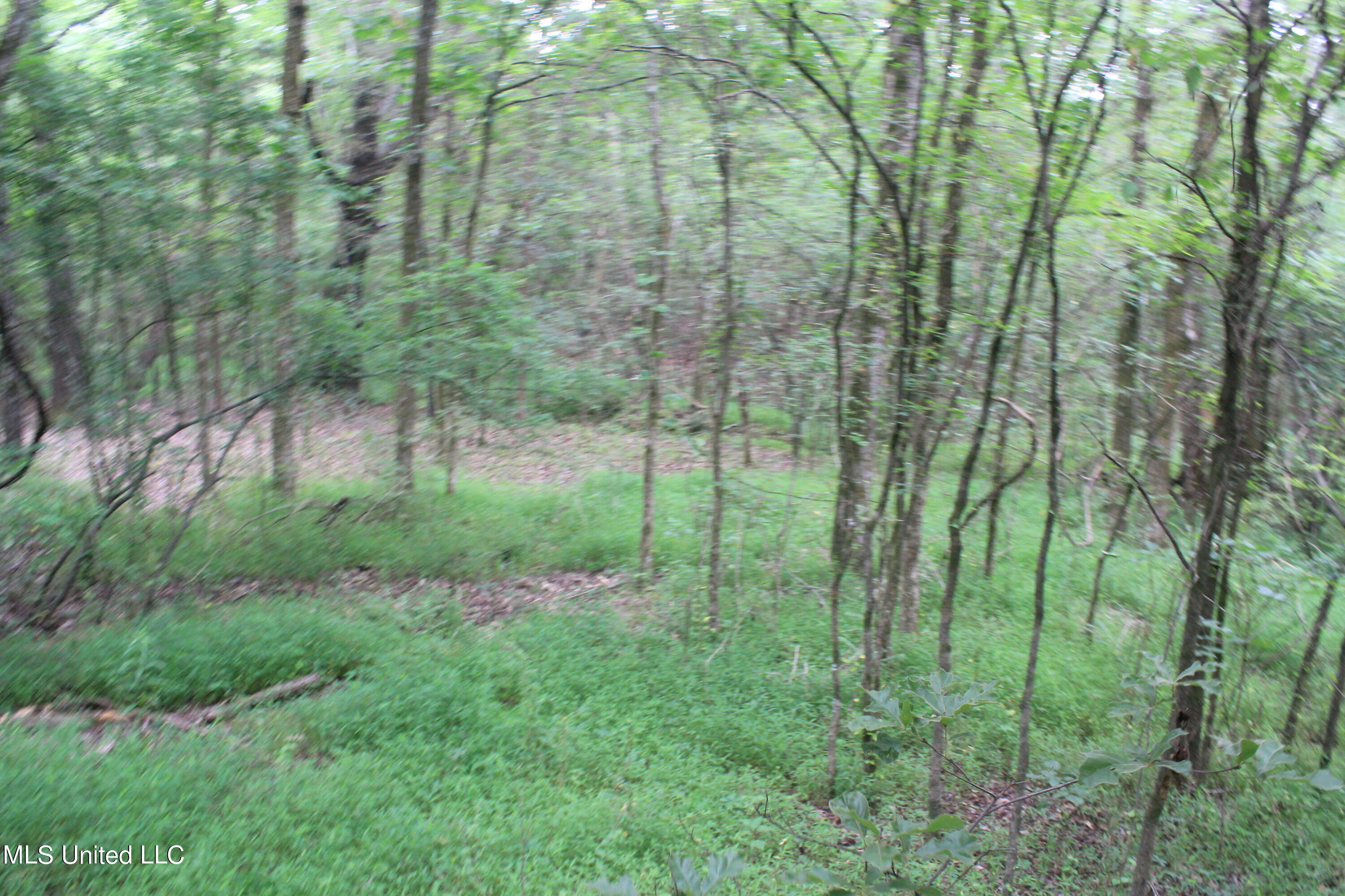 499 Graham Road Coldwater, MS 38618 - Photo 1 of 24 land