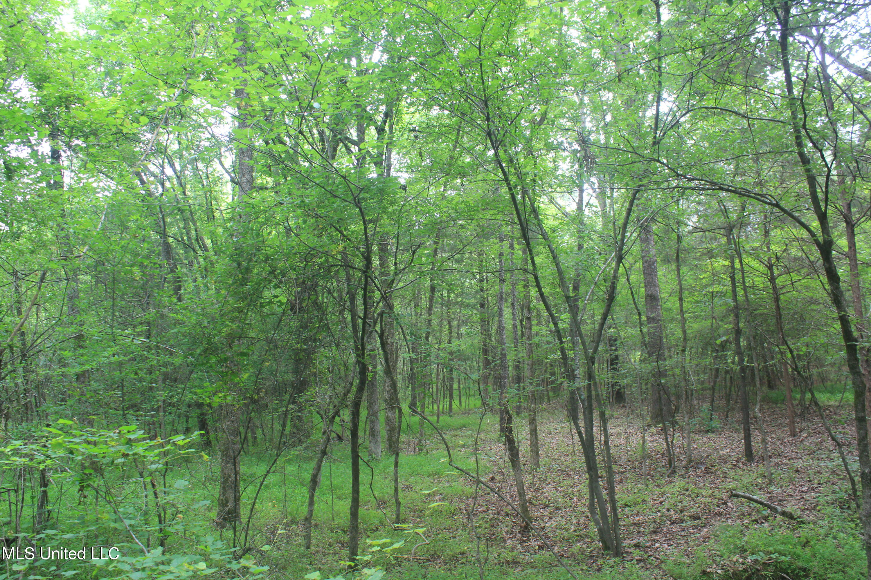 499 Graham Road Coldwater, MS 38618 - Photo 11 of 24 IMG_8562