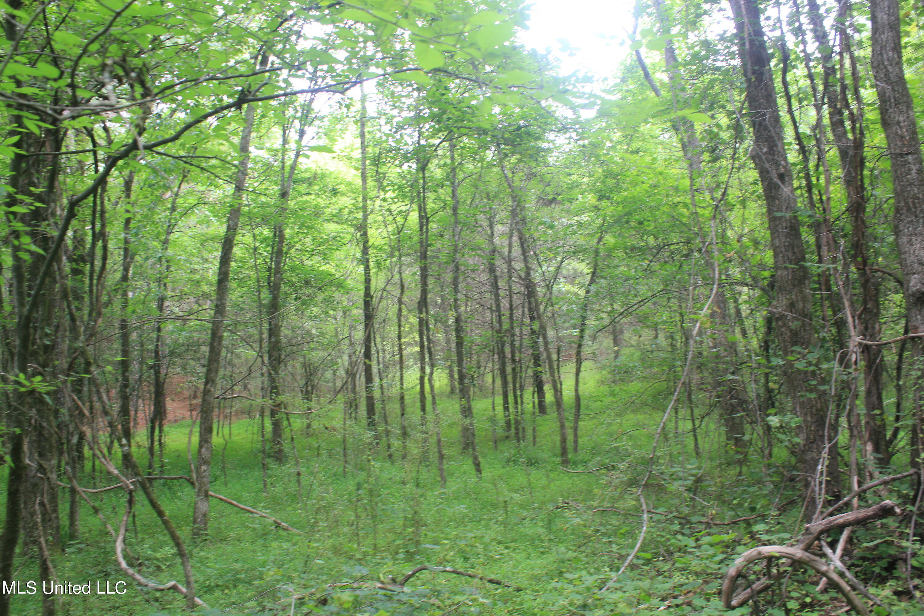 499 Graham Road Coldwater, MS 38618 - Photo 12 of 24 IMG_8563