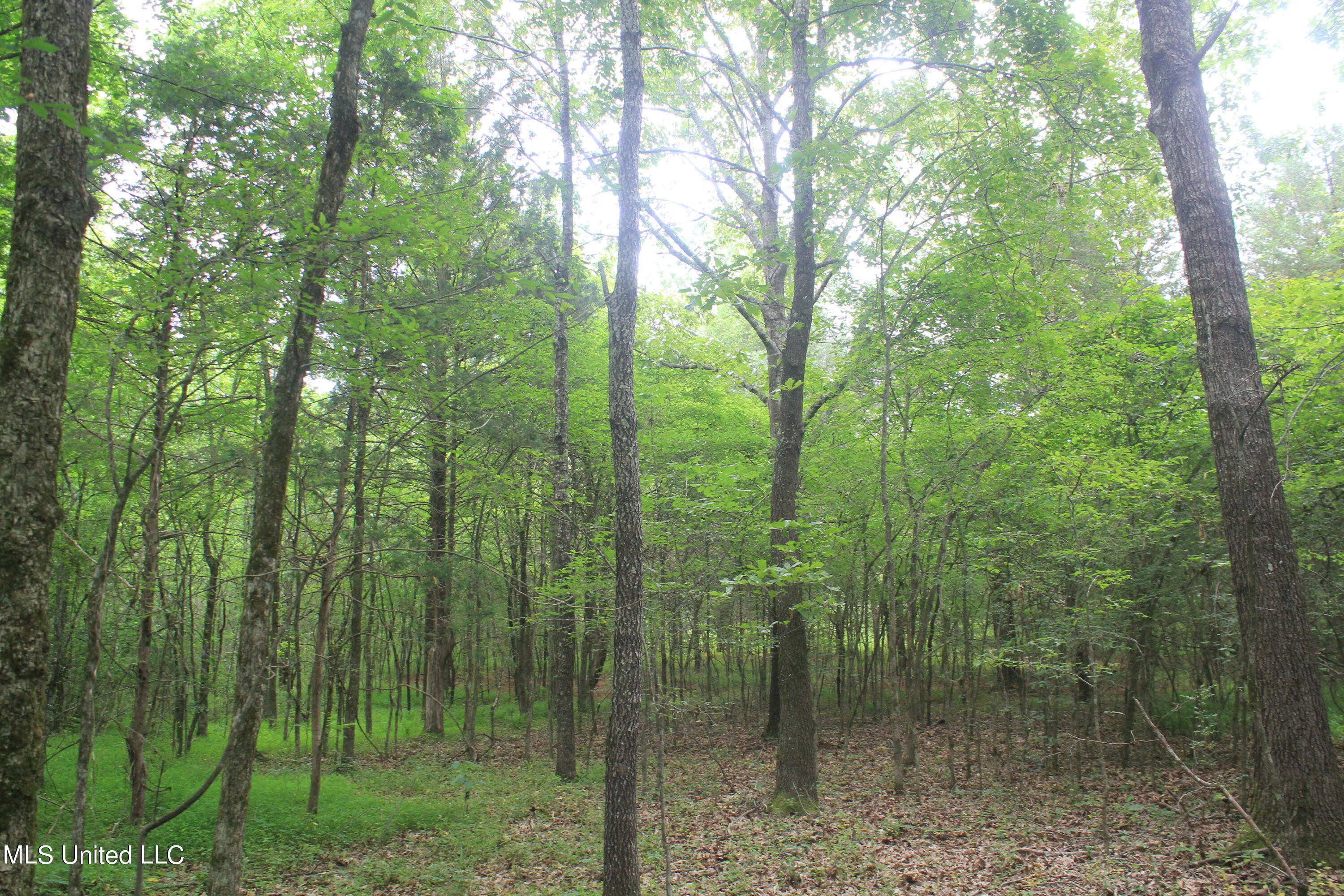 499 Graham Road Coldwater, MS 38618 - Photo 15 of 24 IMG_8566